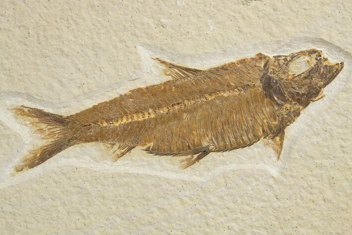 Detailed Fossil Fish (Knightia) - Wyoming #320378